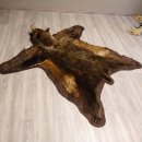 Braunbär Grizzly Fell Bär Vorleger mit Kopfpräparation Länge 214 cm mit Genehmigung zum Verkauf