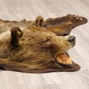 Braunbär Grizzly Fell Bär Vorleger mit Kopfpräparation Länge 214 cm mit Genehmigung zum Verkauf