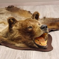 Braunbär Grizzly Fell Bär Vorleger mit Kopfpräparation Länge 214 cm mit Genehmigung zum Verkauf
