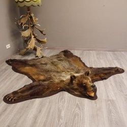 Braunbär Grizzly Fell Bär Vorleger mit Kopfpräparation Länge 214 cm mit Genehmigung zum Verkauf
