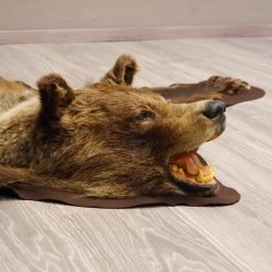 Braunbär Grizzly Fell Bär Vorleger mit Kopfpräparation Länge 214 cm mit Genehmigung zum Verkauf