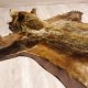 Braunbär Grizzly Fell Bär Vorleger mit Kopfpräparation Länge 214 cm mit Genehmigung zum Verkauf