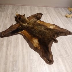 Braunbär Grizzly Fell Bär Vorleger mit Kopfpräparation Länge 214 cm mit Genehmigung zum Verkauf