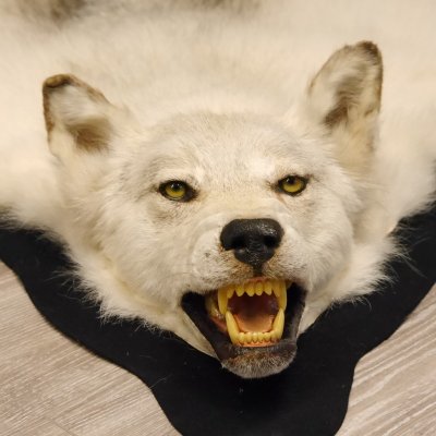 Kanadischer Wolf Fell Vorleger mit Kopfpr&auml;paration L&auml;nge 203 cm mit EU Genehmigung