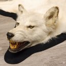 Kanadischer Wolf Fell Vorleger mit Kopfpräparation Länge 203 cm mit EU Genehmigung