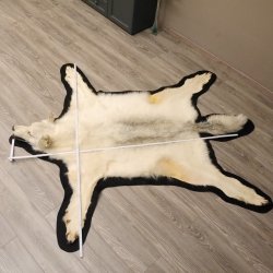 Kanadischer Wolf Fell Vorleger mit Kopfpräparation Länge 203 cm mit EU Genehmigung