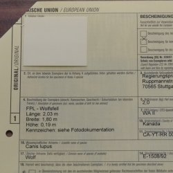 Kanadischer Wolf Fell Vorleger mit Kopfpräparation Länge 203 cm mit EU Genehmigung