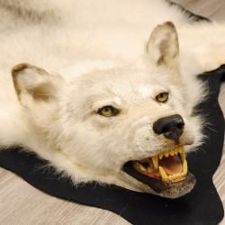 Kanadischer Wolf Fell Vorleger mit Kopfpräparation Länge 203 cm mit EU Genehmigung