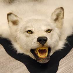 Kanadischer Wolf Fell Vorleger mit Kopfpräparation Länge 203 cm mit EU Genehmigung
