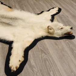 Kanadischer Wolf Fell Vorleger mit Kopfpräparation Länge 203 cm mit EU Genehmigung