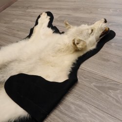 Kanadischer Wolf Fell Vorleger mit Kopfpräparation Länge 203 cm mit EU Genehmigung
