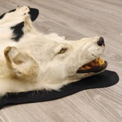 Kanadischer Wolf Fell Vorleger mit Kopfpräparation Länge 203 cm mit EU Genehmigung
