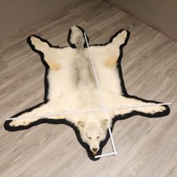Kanadischer Wolf Fell Vorleger mit Kopfpräparation Länge 203 cm mit EU Genehmigung