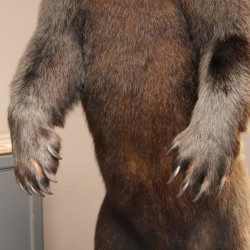 Schwarzbär Präparat stehend auf Dekopodest mit Schädel Höhe 191 cm mit Genehmigung zum Verkauf