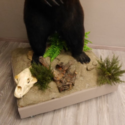 Schwarzbär Präparat stehend auf Dekopodest mit Schädel Höhe 191 cm mit Genehmigung zum Verkauf
