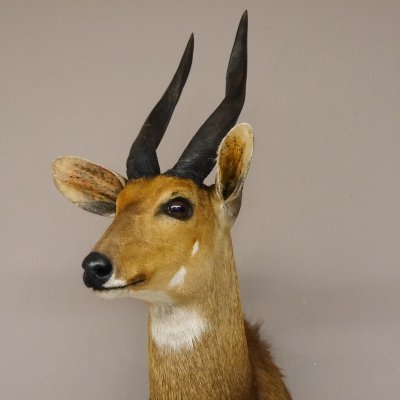 Buschbock Antilope Afrika Kopf Schulter Pr&auml;parat Troph&auml;e HL 31 cm