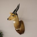 Buschbock Antilope Afrika Kopf Schulter Pr&auml;parat Troph&auml;e HL 31 cm