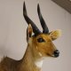Buschbock Antilope Afrika Kopf Schulter Präparat Trophäe HL 31 cm