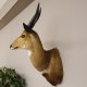 Buschbock Antilope Afrika Kopf Schulter Präparat Trophäe HL 31 cm