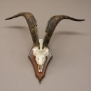 Ziegenbock Schädeltrophäe auf Trophäenschil Schädel Trophäed Ziegen Gehörn Geweih