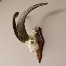 Ziegenbock Schädeltrophäe auf Trophäenschil Schädel Trophäed Ziegen Gehörn Geweih
