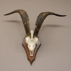 Ziegenbock Schädeltrophäe auf Trophäenschil Schädel Trophäed Ziegen Gehörn Geweih