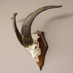 Ziegenbock Schädeltrophäe auf Trophäenschil Schädel Trophäed Ziegen Gehörn Geweih