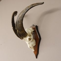 Ziegenbock Schädeltrophäe auf Trophäenschil Schädel Trophäed Ziegen Gehörn Geweih