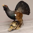 Auerhahn Ganzpräparat auf Ast präpariert Höhe 61 cm mit Genehmigung zum Verkauf