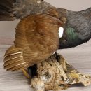 Auerhahn Ganzpräparat auf Ast präpariert Höhe 61 cm mit Genehmigung zum Verkauf