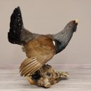 Auerhahn Ganzpräparat auf Ast präpariert Höhe 61 cm mit Genehmigung zum Verkauf