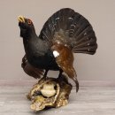 Auerhahn Ganzpräparat auf Ast präpariert Höhe 61 cm mit Genehmigung zum Verkauf