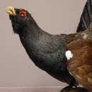 Auerhahn Ganzpräparat auf Ast präpariert Höhe 61 cm mit Genehmigung zum Verkauf