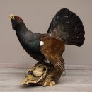 Auerhahn Ganzpräparat auf Ast präpariert Höhe 61 cm mit Genehmigung zum Verkauf