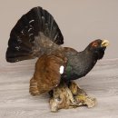 Auerhahn Ganzpräparat auf Ast präpariert Höhe 61 cm mit Genehmigung zum Verkauf