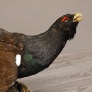 Auerhahn Ganzpräparat auf Ast präpariert Höhe 61 cm mit Genehmigung zum Verkauf