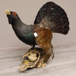 Auerhahn Ganzpräparat auf Ast präpariert Höhe 61 cm mit Genehmigung zum Verkauf