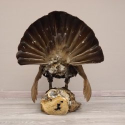 Auerhahn Ganzpräparat auf Ast präpariert Höhe 61 cm mit Genehmigung zum Verkauf