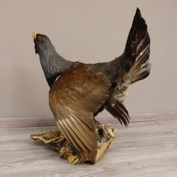 Auerhahn Ganzpräparat auf Ast präpariert Höhe 61 cm mit Genehmigung zum Verkauf