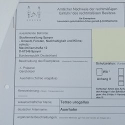Auerhahn Ganzpräparat auf Ast präpariert Höhe 61 cm mit Genehmigung zum Verkauf