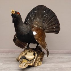 Auerhahn Ganzpräparat auf Ast präpariert Höhe 61 cm mit Genehmigung zum Verkauf