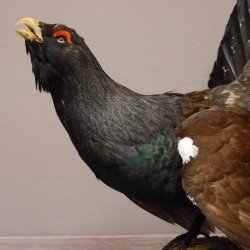 Auerhahn Ganzpräparat auf Ast präpariert Höhe 61 cm mit Genehmigung zum Verkauf