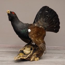 Auerhahn Ganzpräparat auf Ast präpariert Höhe 61 cm mit Genehmigung zum Verkauf