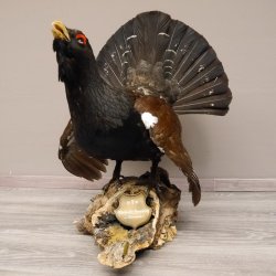 Auerhahn Ganzpräparat auf Ast präpariert Höhe 61 cm mit Genehmigung zum Verkauf