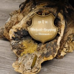 Auerhahn Ganzpräparat auf Ast präpariert Höhe 61 cm mit Genehmigung zum Verkauf