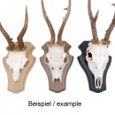 1 Stück Reh Trophäenschild Stumpf groß Eiche hell mit 1 Stück Gehörnklammer AF 21 x 13 cm