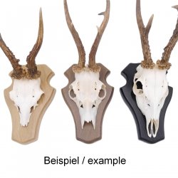 1 Stück Reh Trophäenschild Stumpf groß Eiche hell mit 1 Stück Gehörnklammer AF 21 x 13 cm