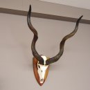 Kudu Antilope Sch&auml;deltroph&auml;e mit ganzer Nase Hornl&auml;nge 117 cm Deko auf Troph&auml;enschild Sch&auml;del Afrika Troph&auml;e