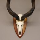 Kudu Antilope Sch&auml;deltroph&auml;e mit ganzer Nase Hornl&auml;nge 117 cm Deko auf Troph&auml;enschild Sch&auml;del Afrika Troph&auml;e