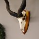 Kudu Antilope Schädeltrophäe mit ganzer Nase Hornlänge 117 cm Deko auf Trophäenschild Schädel Afrika Trophäe